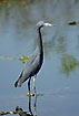 Little Blue Heron in the swamps