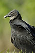 Black Vulture up close
