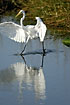Egret "walking on water" while using the wings to balance