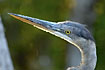 Head of a young blue heron showing the long sharp bill