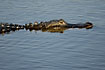 Alligator sliding through the water