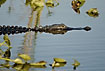 Alligator waiting for an ambush