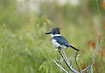 Belted Kingfisher on lookout