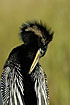 Anhinga using the flexibility of the neck to preen the feathers