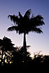 Dawn - palm in silhouette