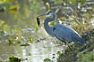 Blue Heron with catfish in the bill
