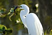 Great White Egret with a catfish