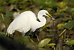 Great White Egret with a catfish