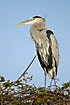 A large heron in a tree