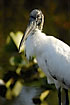Wood Stork with its naked head