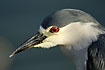 Night heron in profile showing the red iris
