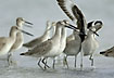 Willet showing the characteristic wing pattern