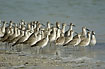 Willets at the sea shore