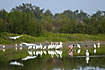 En blandet gruppe af hejrer og skestorke spejles i det stille vand ved Eco pond