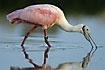 Roseate Spoonbill fouraging with the special bill
