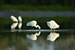 Snowy Egrets are mirrored in the calm water