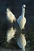 Snowy Egrets fouraging