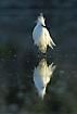 Reflection on snowy egret in breeding plumage with the puffy hair 