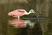 Roseate spoonbill with the spoon shaped bill