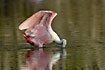 Roseate Spoonbill with erected wings