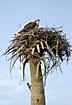 Osprey on nest with a Red-bellied Woodpecker undermining the nesting tree