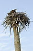 Osprey on nesting tree