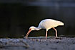 White Ibis probing in the mud with its long curved bill