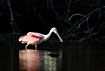 Roseate Spoonbill out of the dark