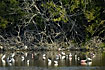 Eco Pond teeming with egrets and spoonbills