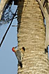 Red-bellied Woodpecker at nesting hole