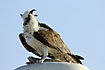 Osprey calling to the sky protecting a fish catch