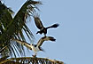 American Crow attacking Osprey in order to steal the fish catch