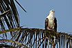Osprey on palm leaf with a fish in the fangs