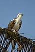 Osprey on palm leaf with a fish in the fangs