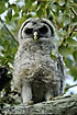 Owl chick on branch