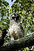 Photo ofBarred Owl (Strix varia). Photographer: 