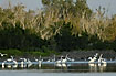 Egrets abound in Eco Pond