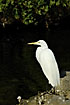 Great White egret at the mangrove