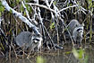 Raccons fouraging in the mangroves