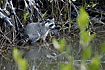 Raccon in the mangroves