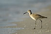 Willet at the beach