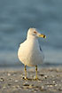Ring-billed Gull at the beach