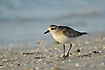 Grey Plover at the shore
