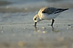 Sanderling probing the bill in the sand for food