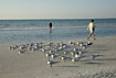 Terns resting on the beach while people are walking close by