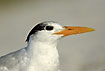 Royal Tern in profile