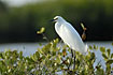 Snowy Egret in the mangrove