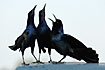 Common grackles singing