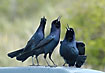 Photo ofCommon Grackle (Quiscalus quiscula). Photographer: 