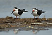 Skimmers resting